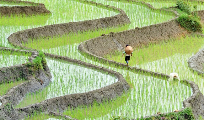 Sapa Terraced Rice Fields