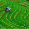 Terraced Ricefields in Sapa, Vietnam