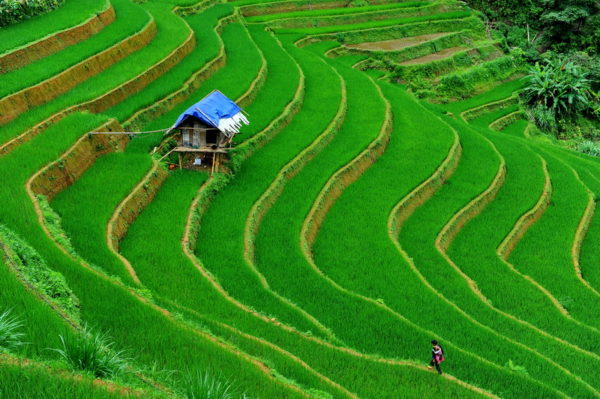Terraced Ricefields in Sapa, Vietnam