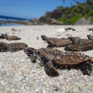 Tortoises at Hon Bay Canh Beacj, Con Dao Islands