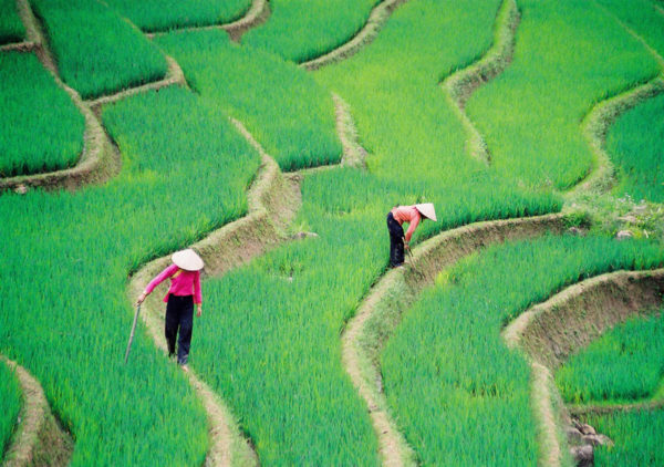 Terraced Rice Fields in Sapa, Vietnam