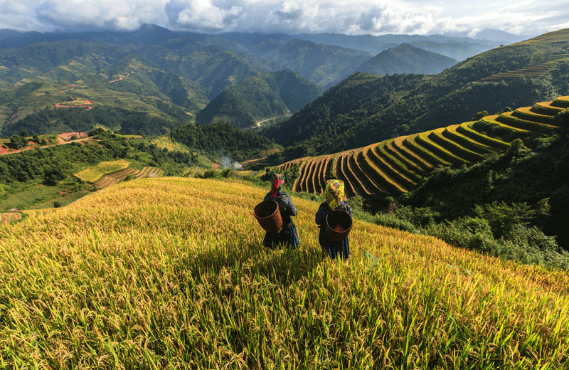 Terraced Rice Fields in Sapa, Vietnam