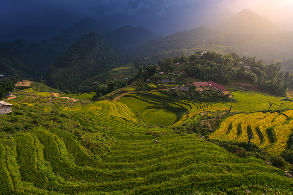 Terraced rice fields in Sapa, Northern Vietnam